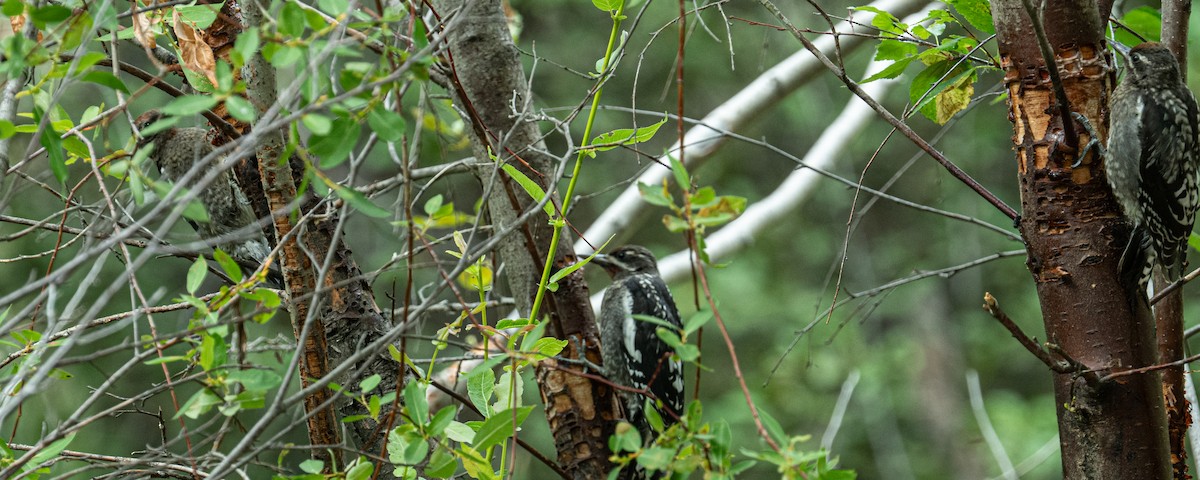 Red-naped x Red-breasted Sapsucker (hybrid) - ML639930528
