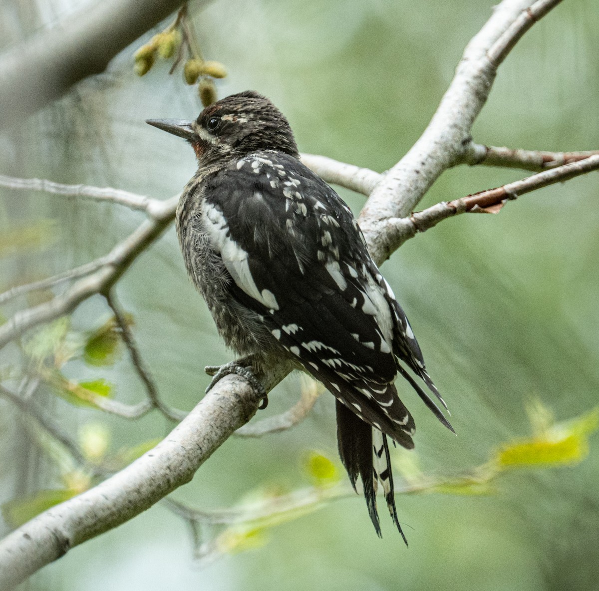 Red-naped x Red-breasted Sapsucker (hybrid) - ML639930530
