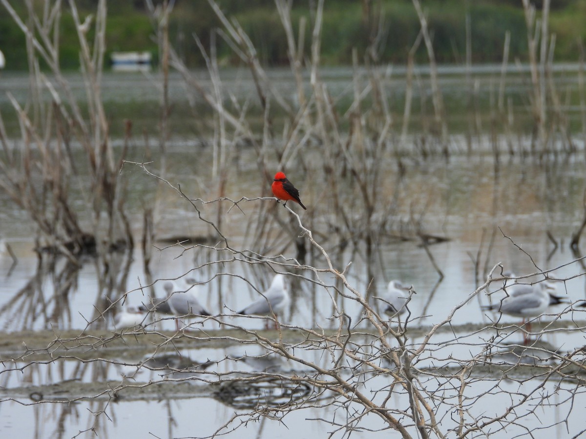 Vermilion Flycatcher - ML639930532