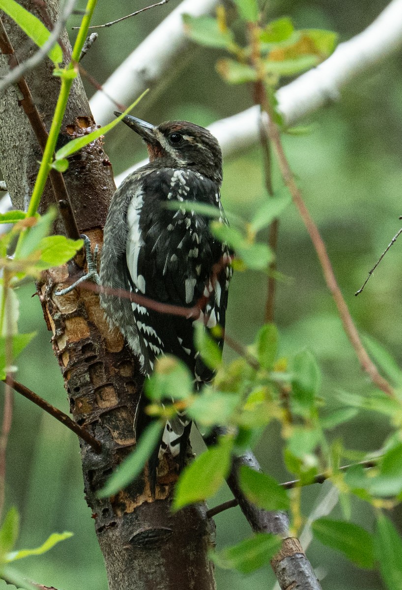 Red-naped x Red-breasted Sapsucker (hybrid) - ML639930534