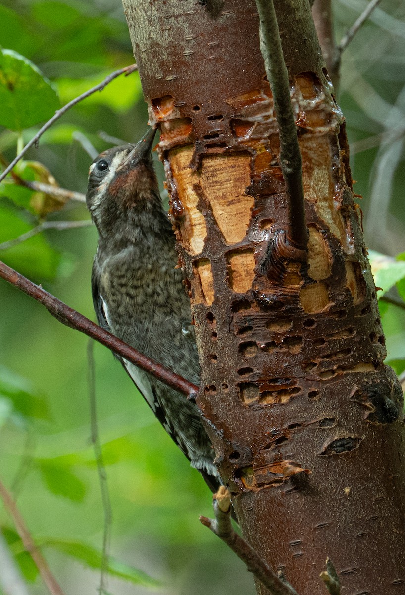 Red-naped x Red-breasted Sapsucker (hybrid) - ML639930536