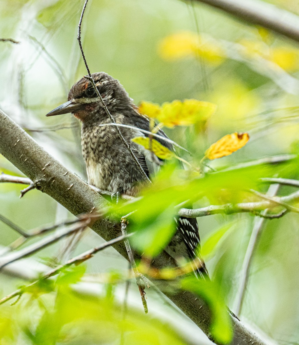 Red-naped x Red-breasted Sapsucker (hybrid) - ML639930538