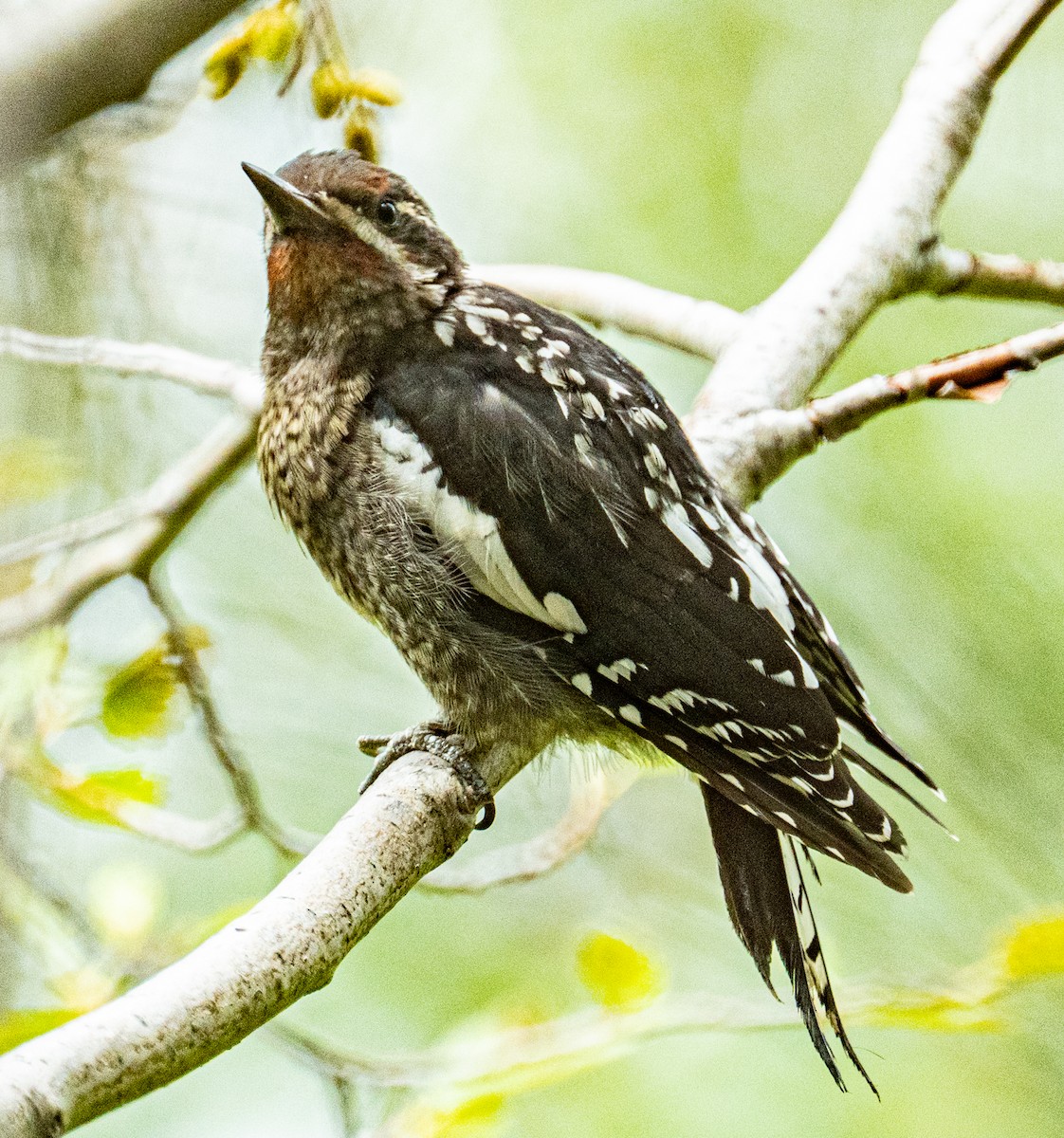 Red-naped x Red-breasted Sapsucker (hybrid) - ML639930540