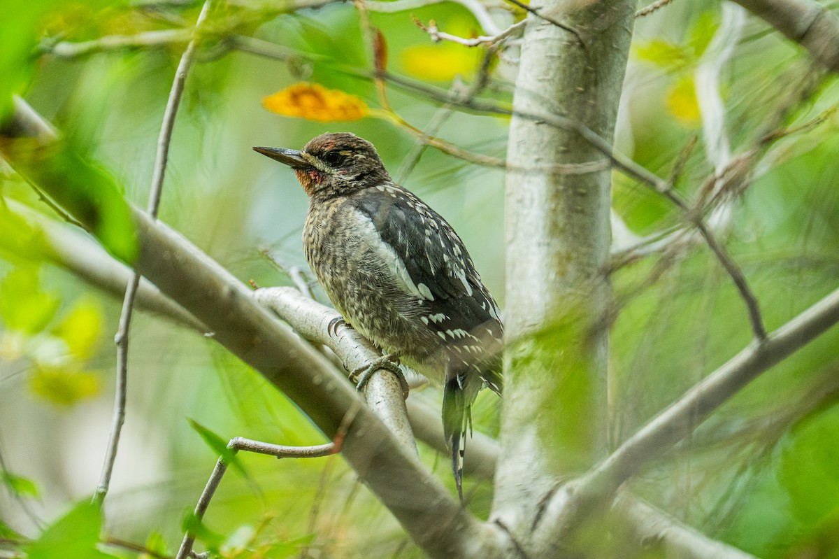 Red-naped x Red-breasted Sapsucker (hybrid) - ML639930541