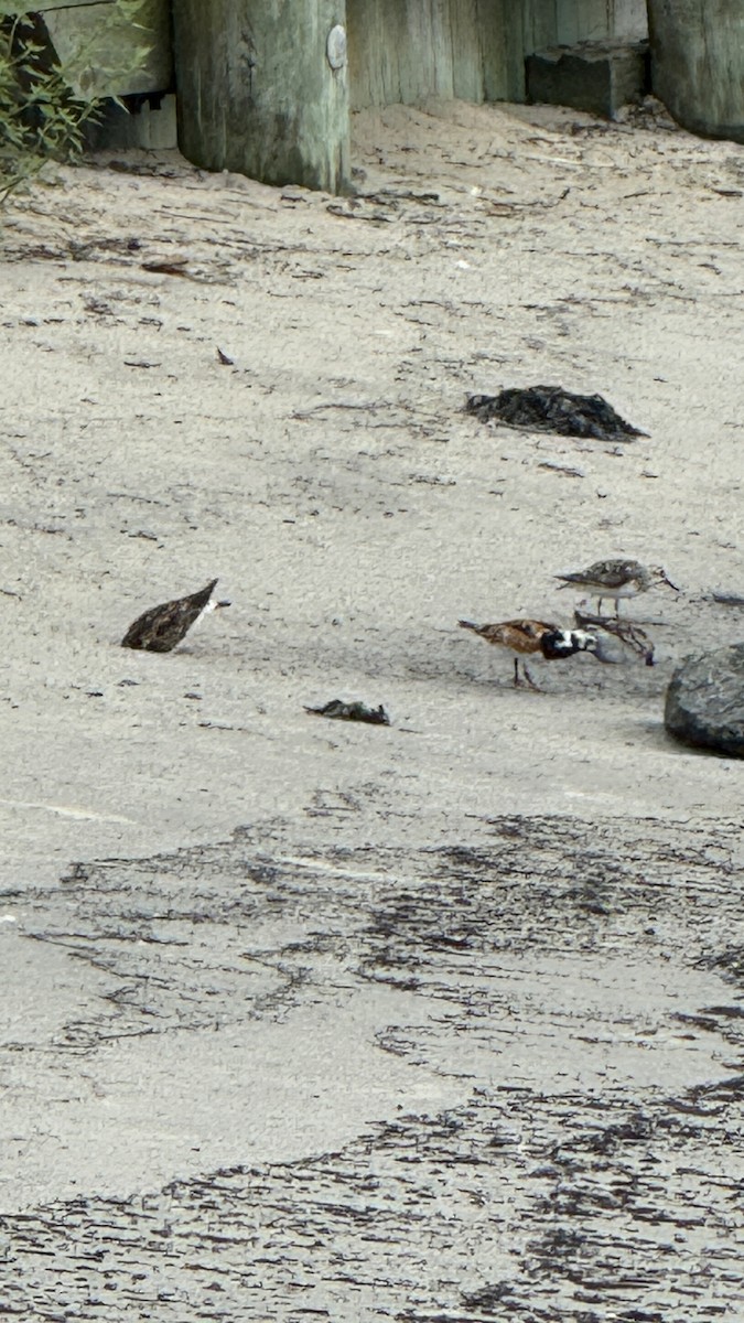 Ruddy Turnstone - ML639930543