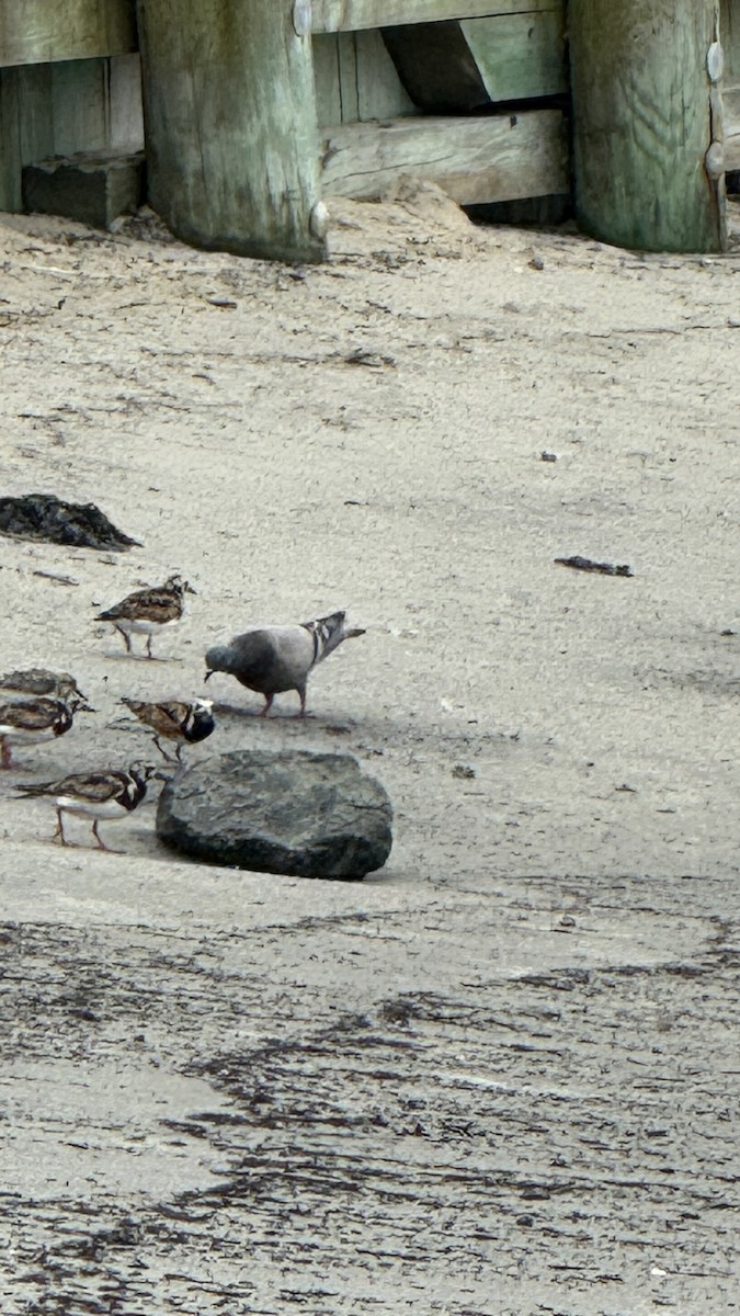 Ruddy Turnstone - ML639930544
