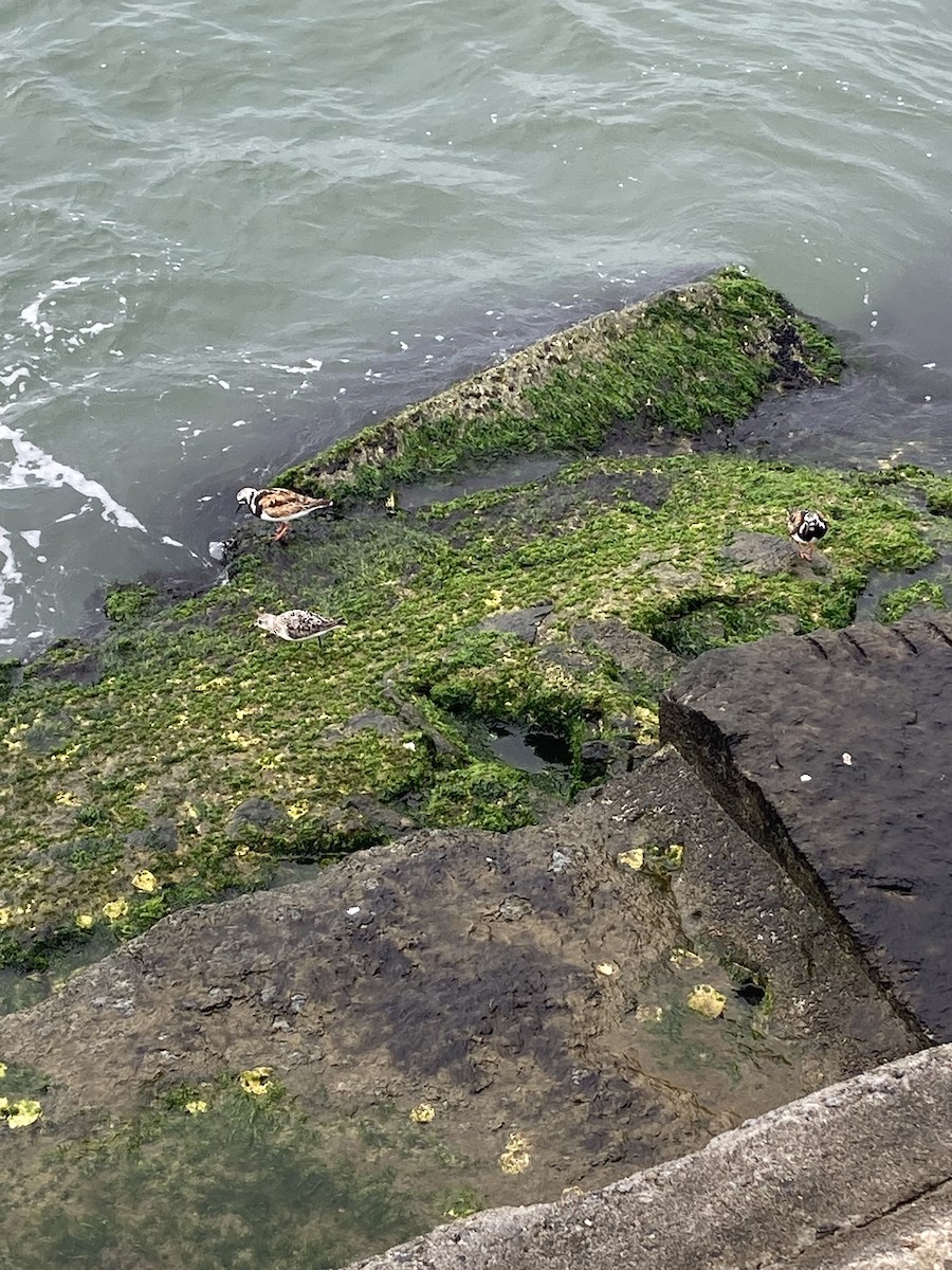 Ruddy Turnstone - ML639930545