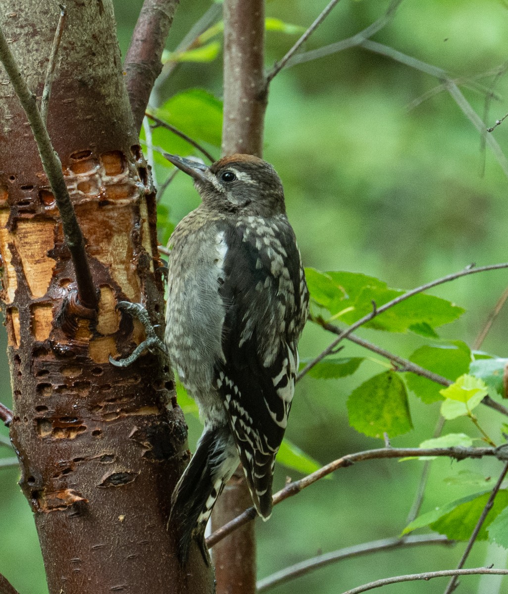 Red-naped x Red-breasted Sapsucker (hybrid) - ML639930546