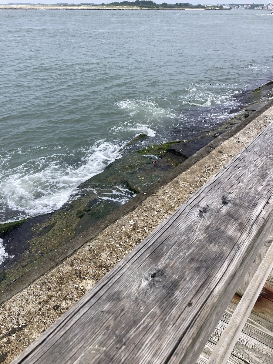 Ruddy Turnstone - ML639930547