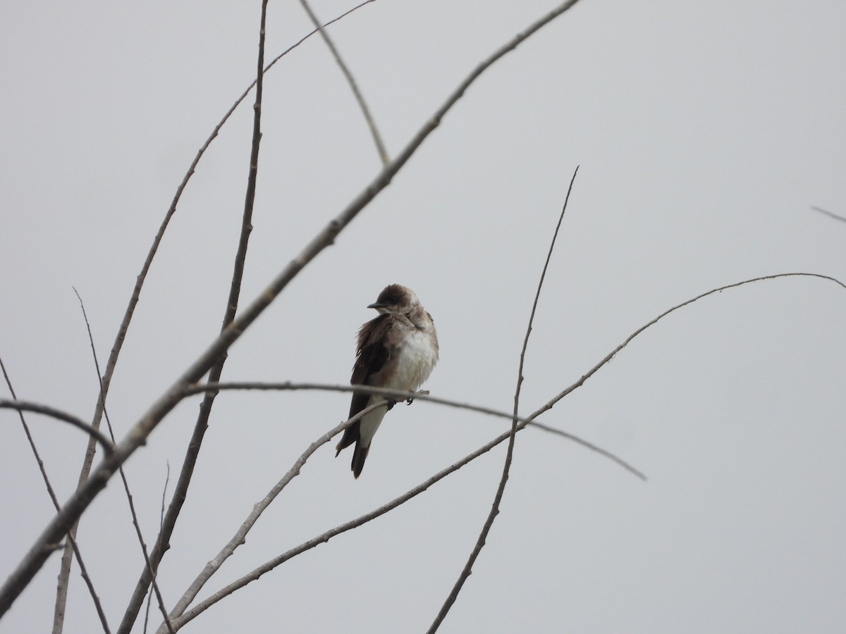 Brown-chested Martin - ML639930548