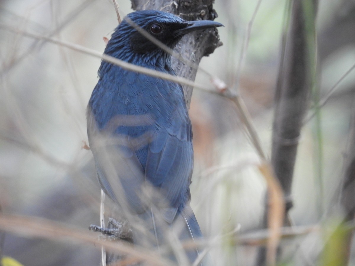 Blue Mockingbird - ML639930551