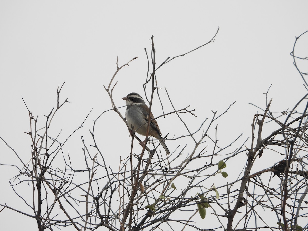 Collared Warbling Finch - ML639930580