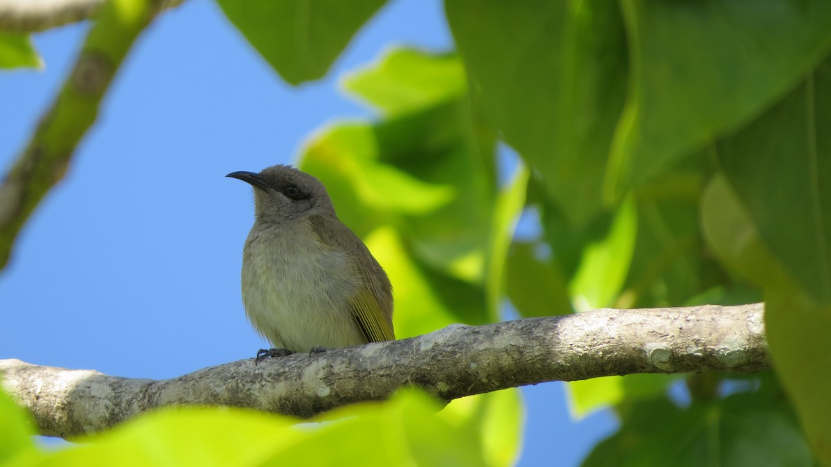 Brown Honeyeater - Maxime Aubert