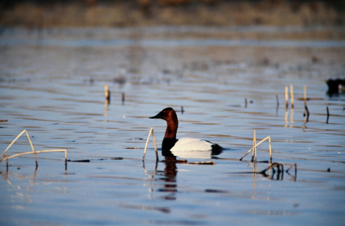 Canvasback - ML639930640