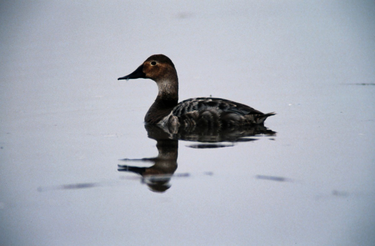 Canvasback - ML639930641