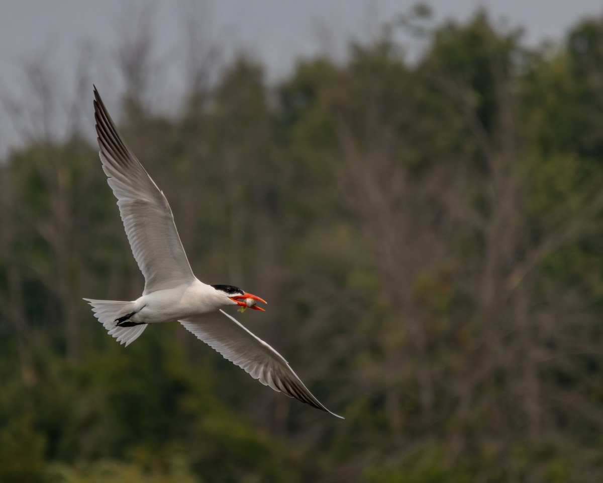 Caspian Tern - ML639930689