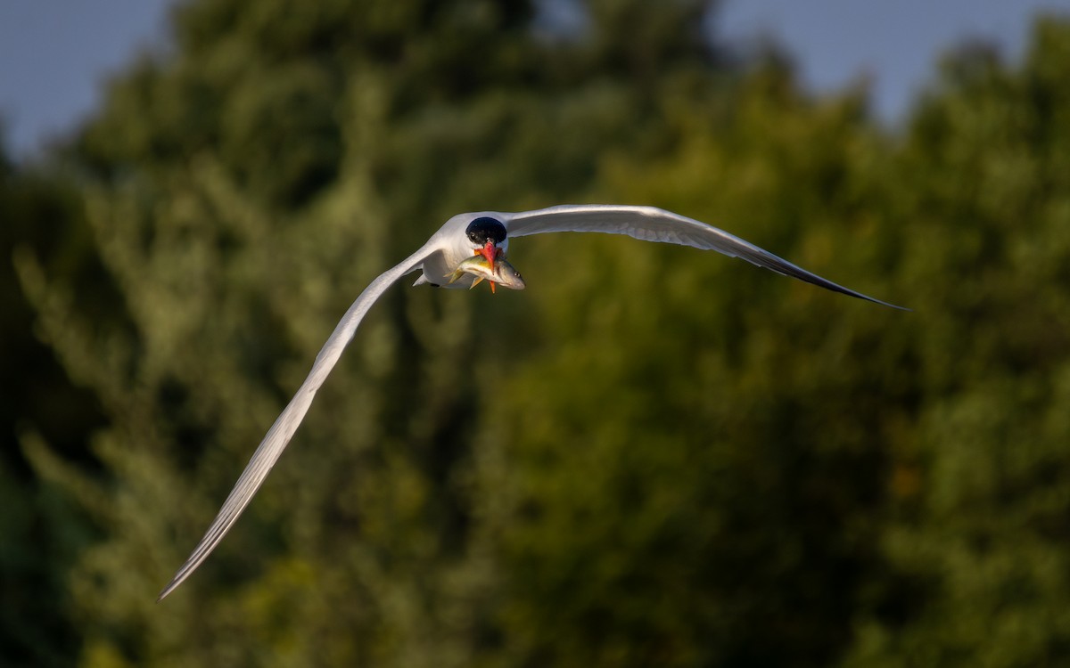 Caspian Tern - ML639930746