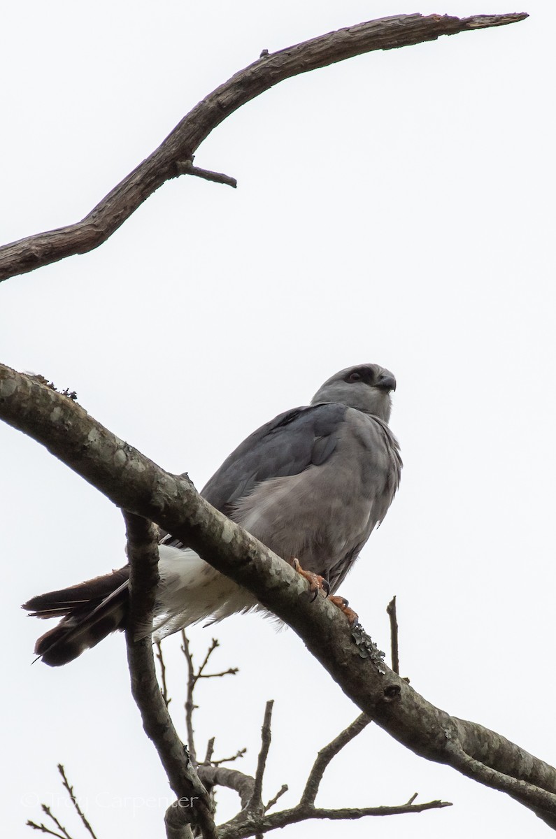 Mississippi Kite - ML639930758
