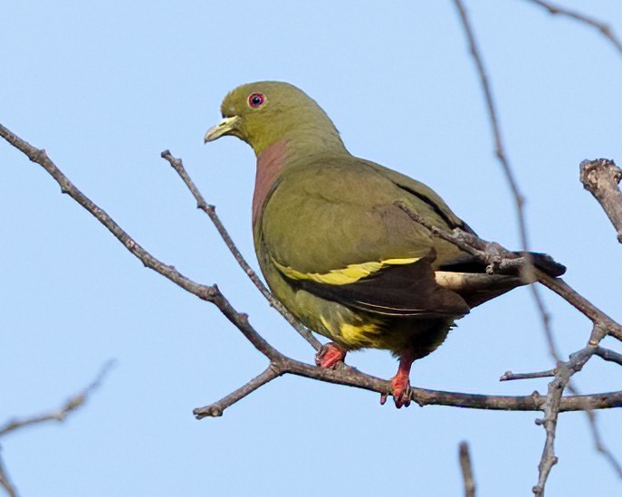 Orange-breasted Green-Pigeon - ML639930764