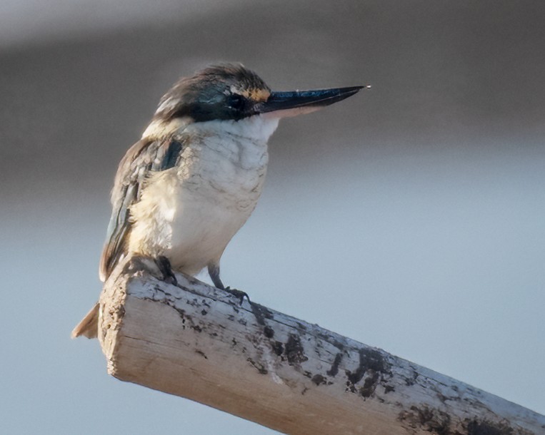 Sacred Kingfisher - ML639930808