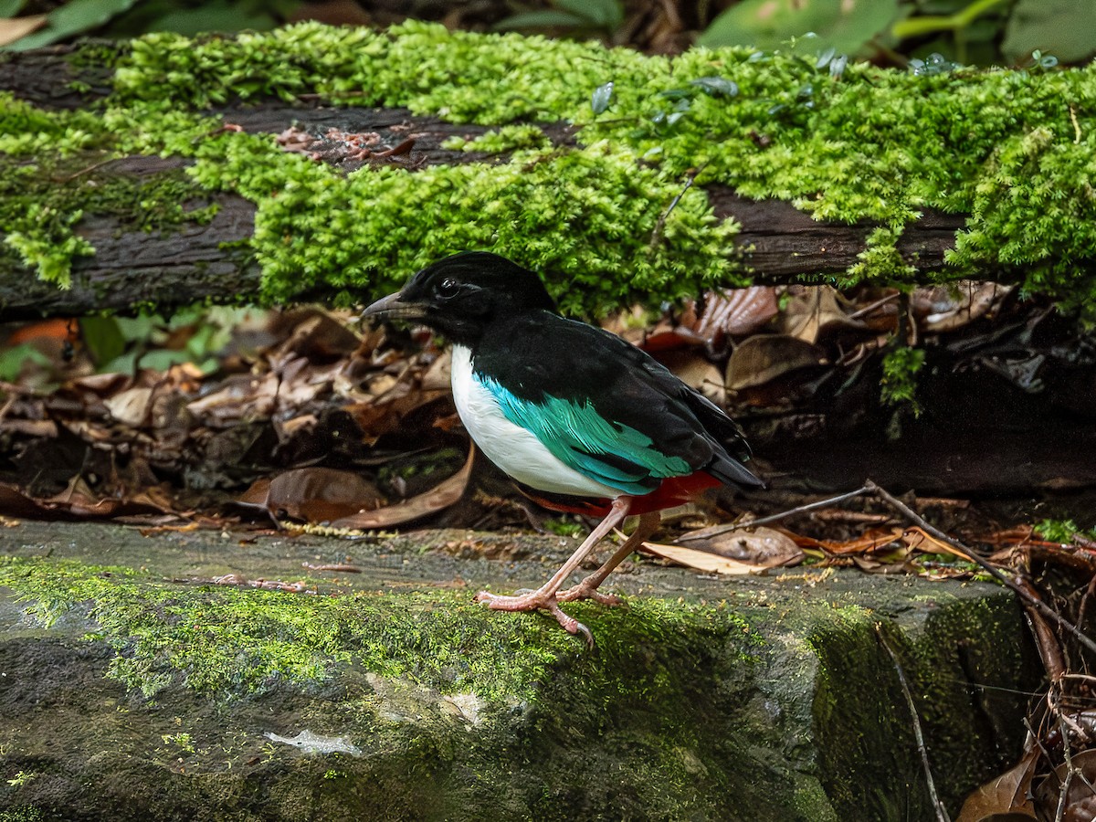 Ivory-breasted Pitta - ML639930832