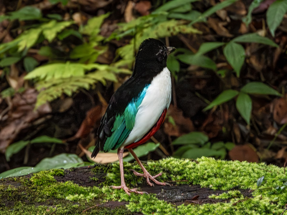 Ivory-breasted Pitta - ML639930833