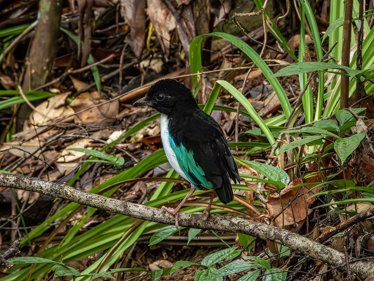 Ivory-breasted Pitta - ML639930834