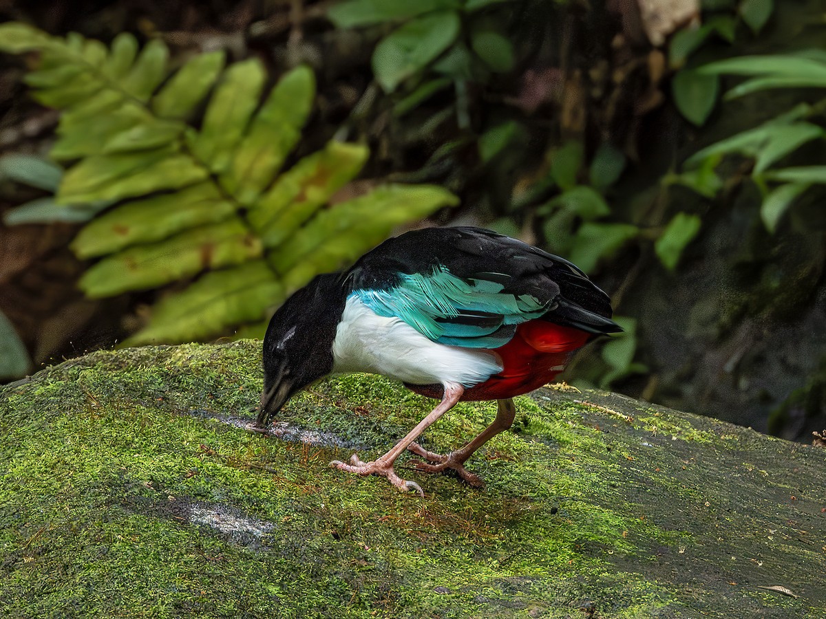 Ivory-breasted Pitta - ML639930835