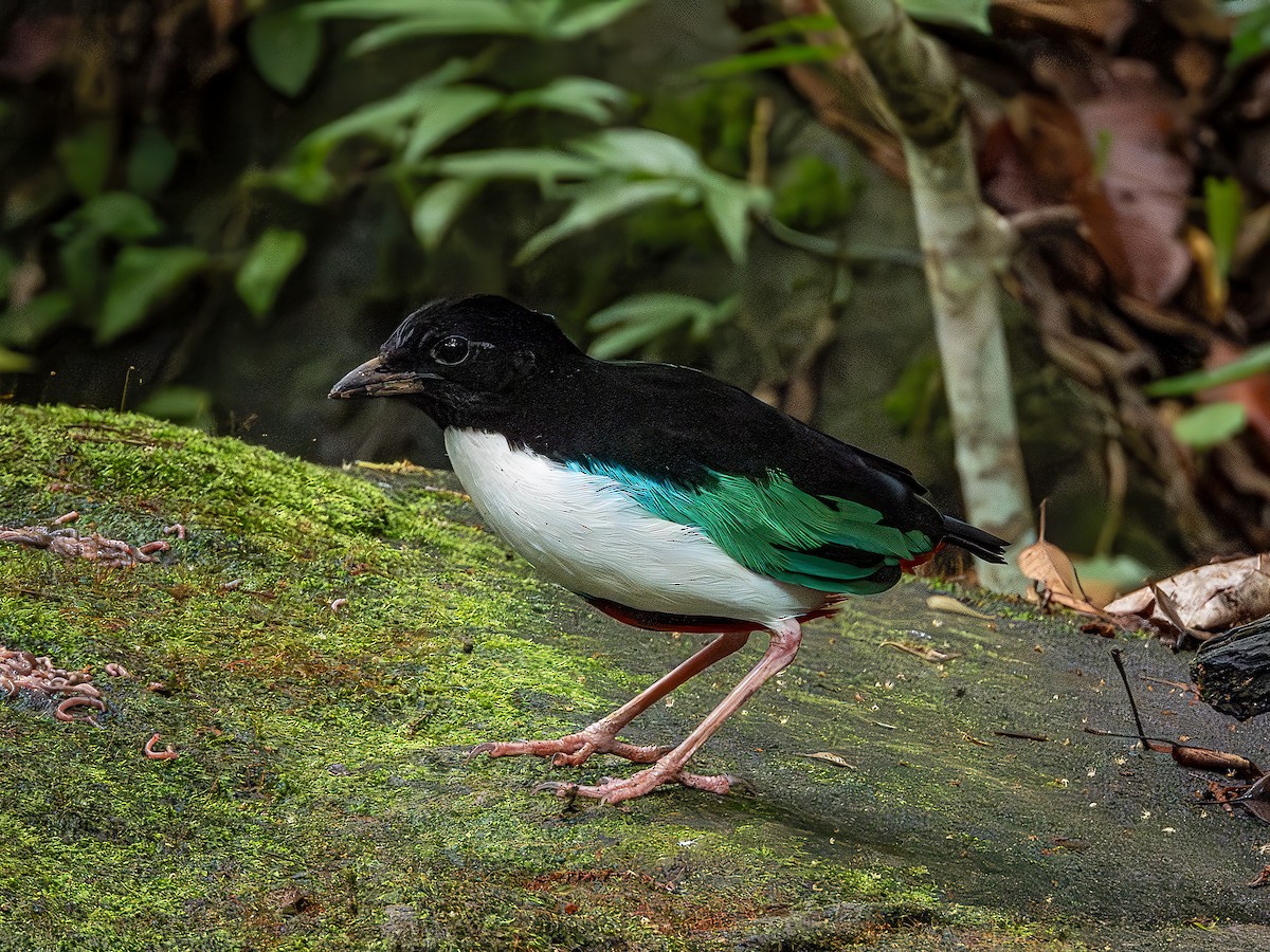 Ivory-breasted Pitta - ML639930836
