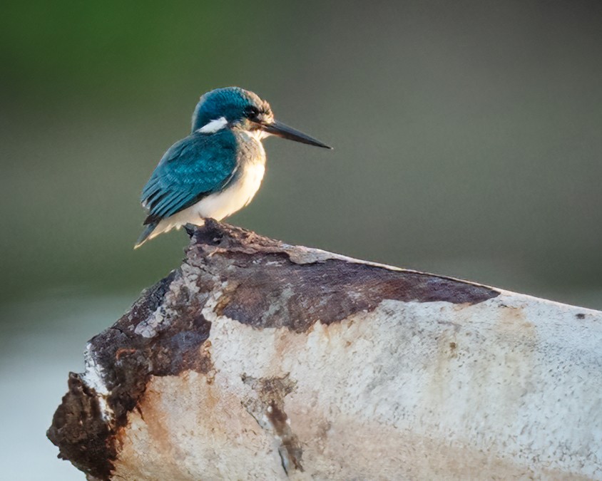 Small Blue Kingfisher - ML639930876