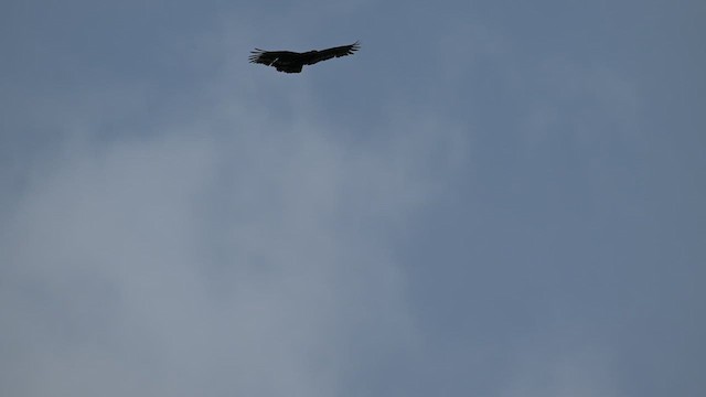 Crested Serpent-Eagle - ML639930888