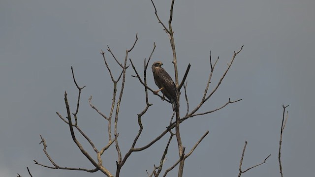 Crested Serpent-Eagle - ML639930889