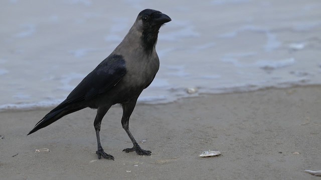 House Crow - ML639930917