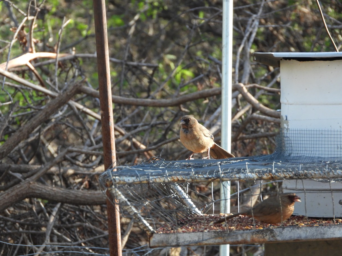 Abert's Towhee - ML639930927