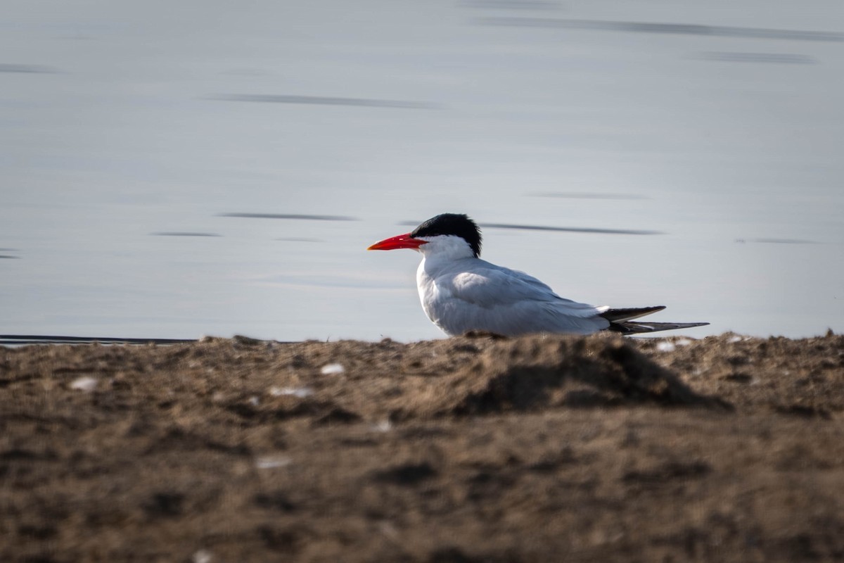 Caspian Tern - ML639930965
