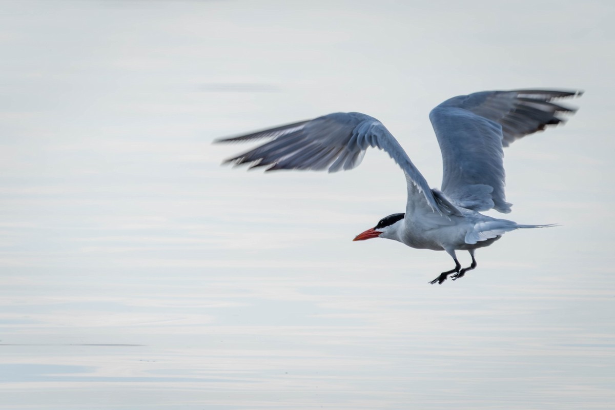 Caspian Tern - ML639930966