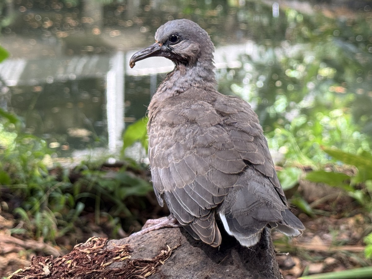 Spotted Dove (Eastern) - ML639930975