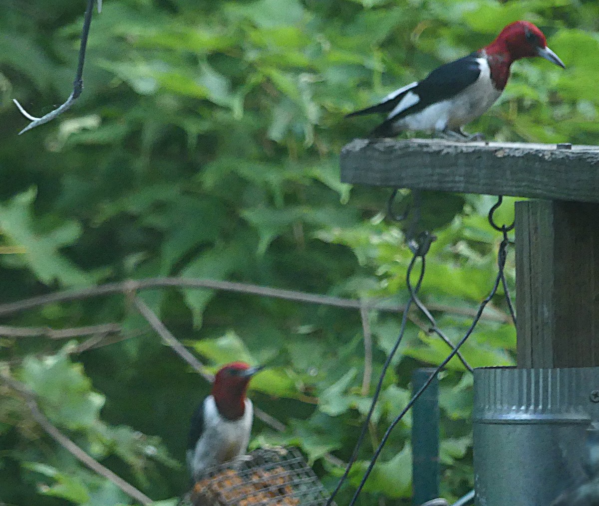 ズアカキツツキ - ML639930988