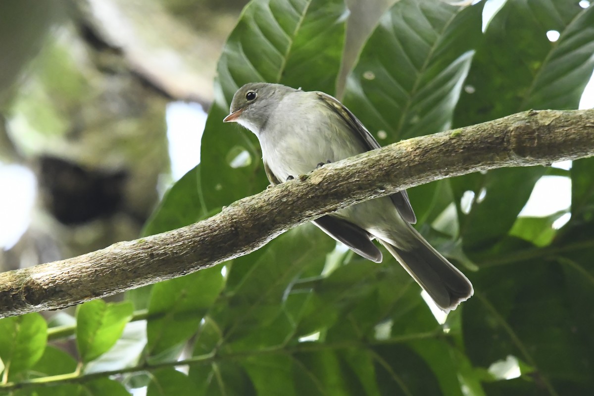 Olivaceous Elaenia - ML639931003