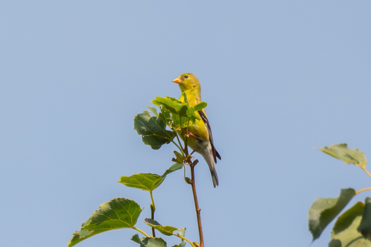 Chardonneret jaune - ML639931005