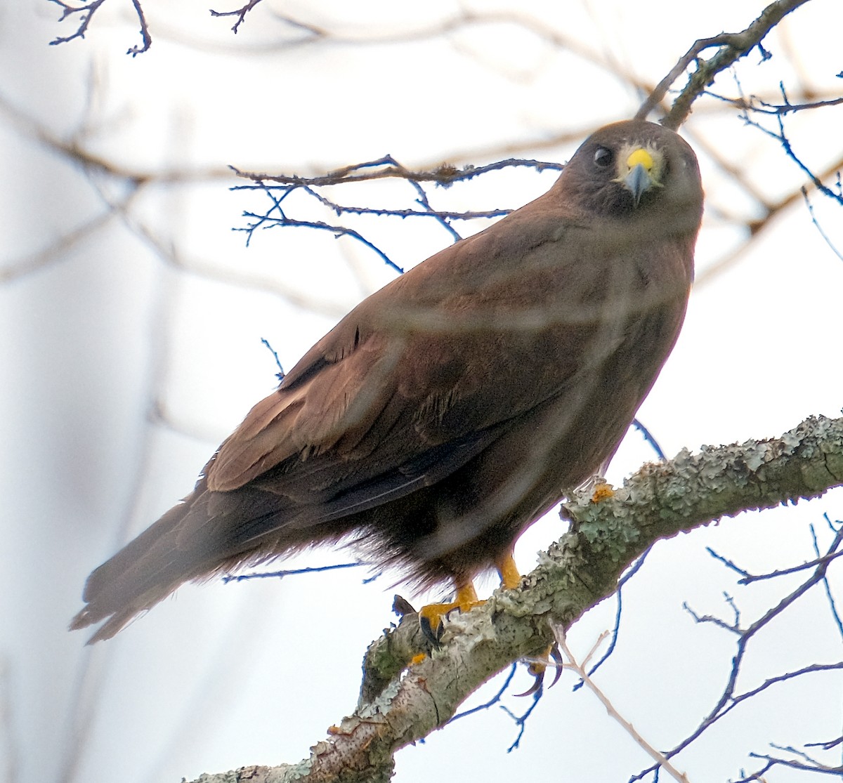 Short-tailed Hawk - ML639931067