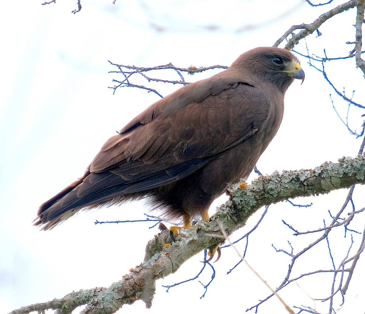 Short-tailed Hawk - ML639931068