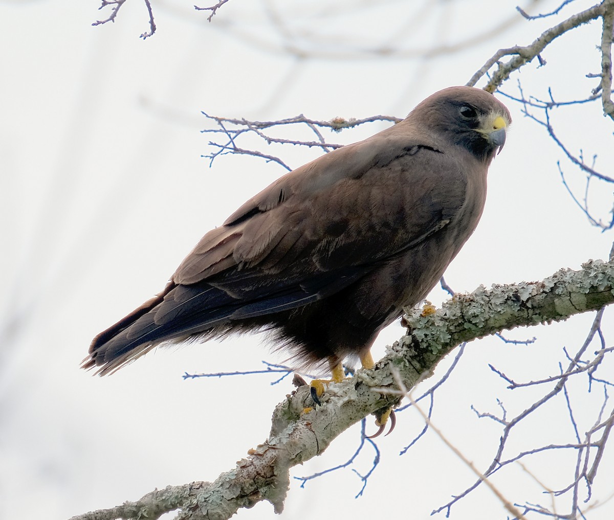Short-tailed Hawk - ML639931069