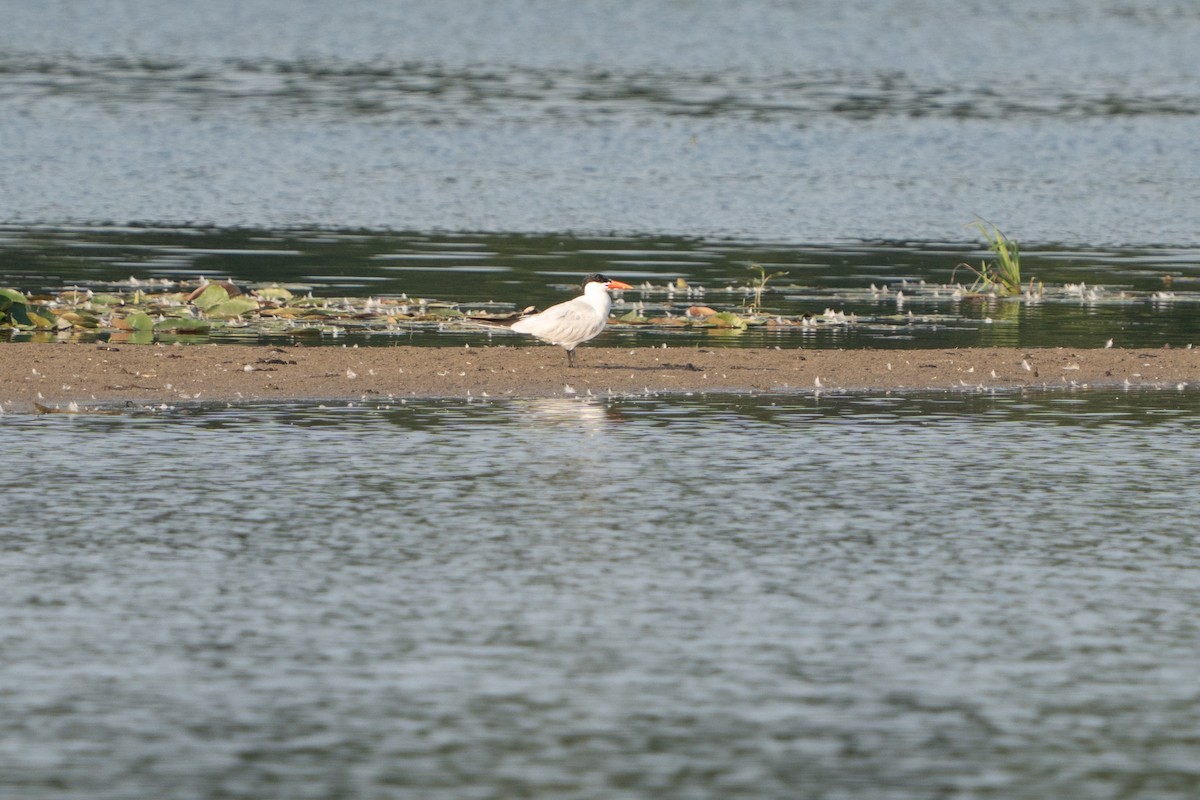 Caspian Tern - ML639931131