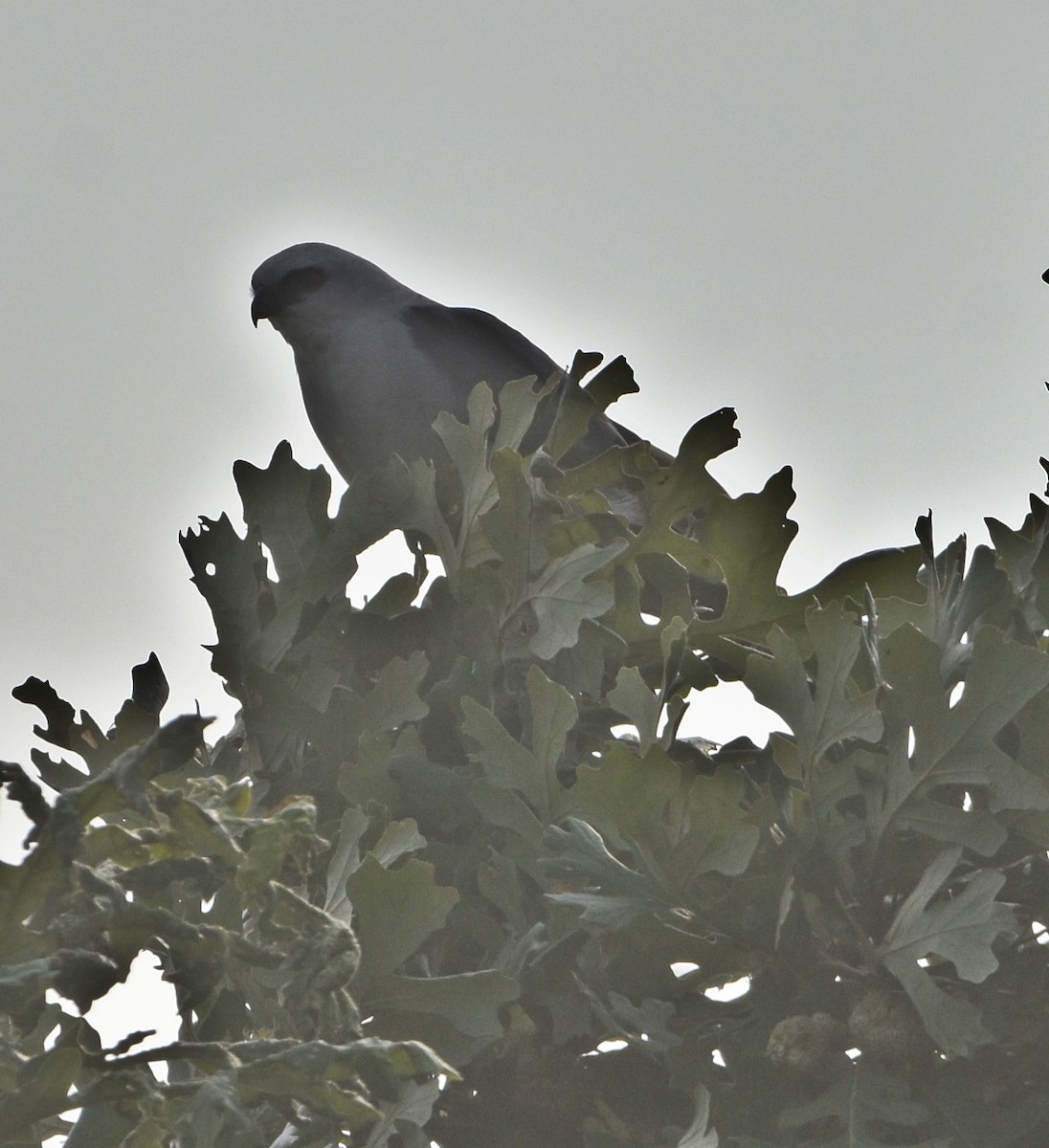 Mississippi Kite - ML639931150