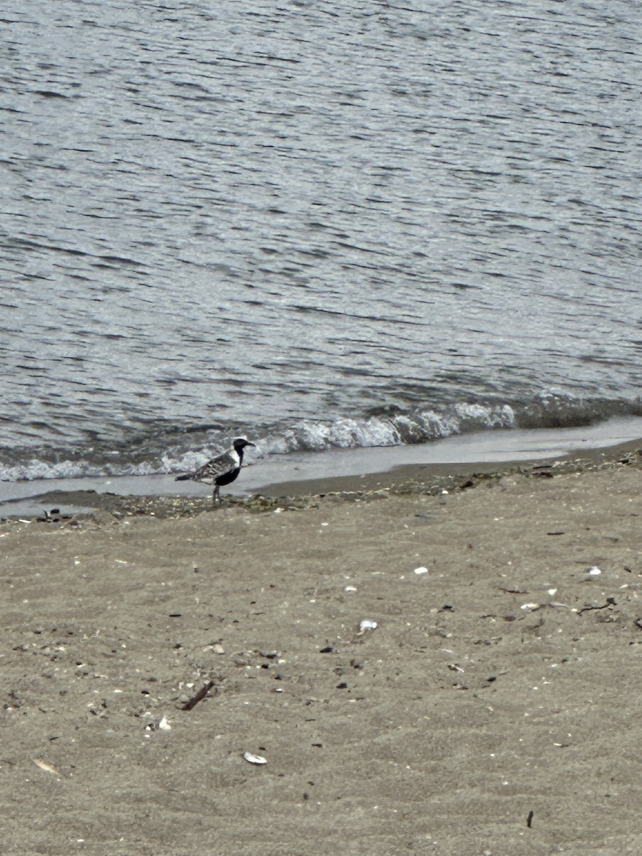 Black-bellied Plover - ML639931161