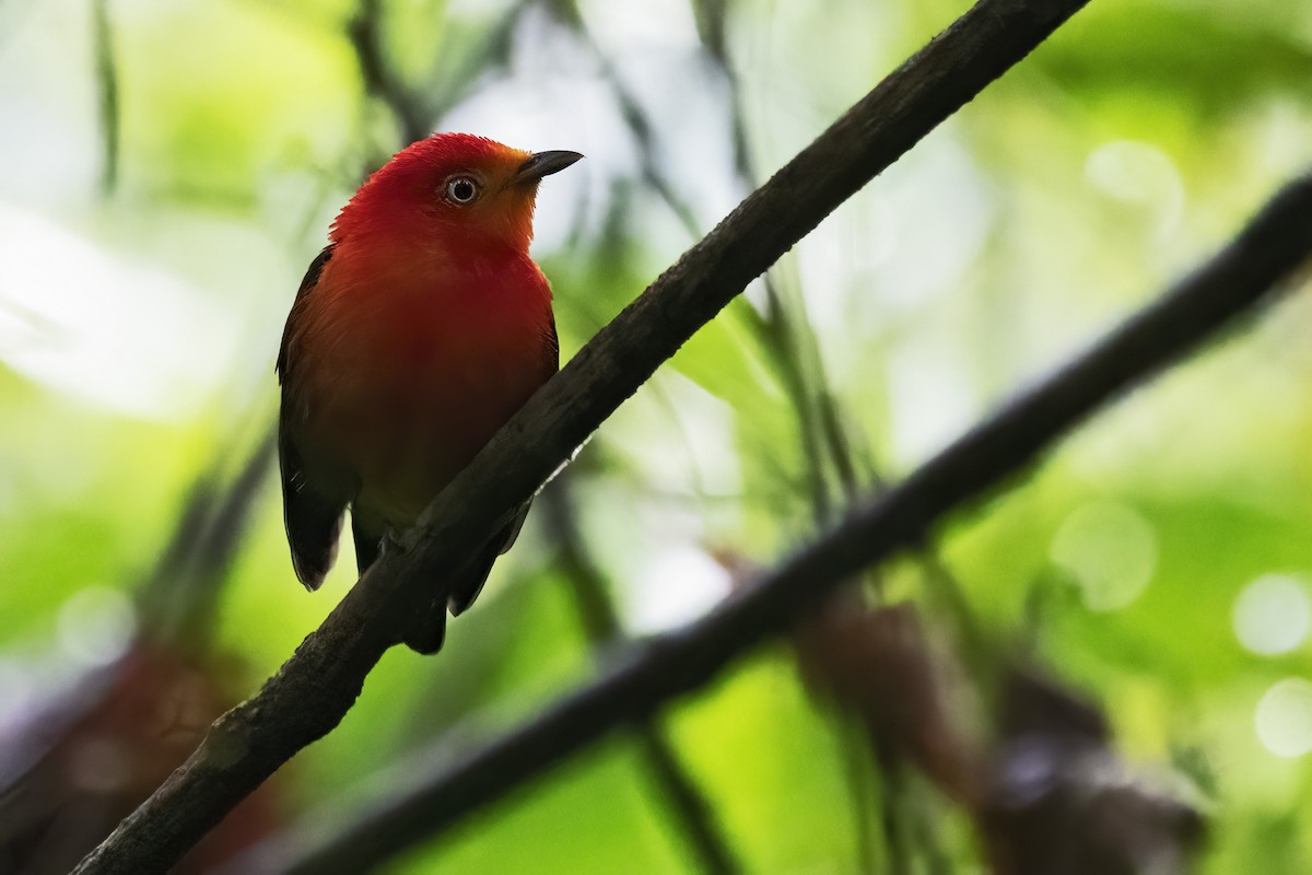 Crimson-hooded Manakin - ML639931199
