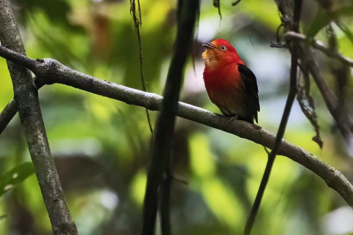 Crimson-hooded Manakin - ML639931200