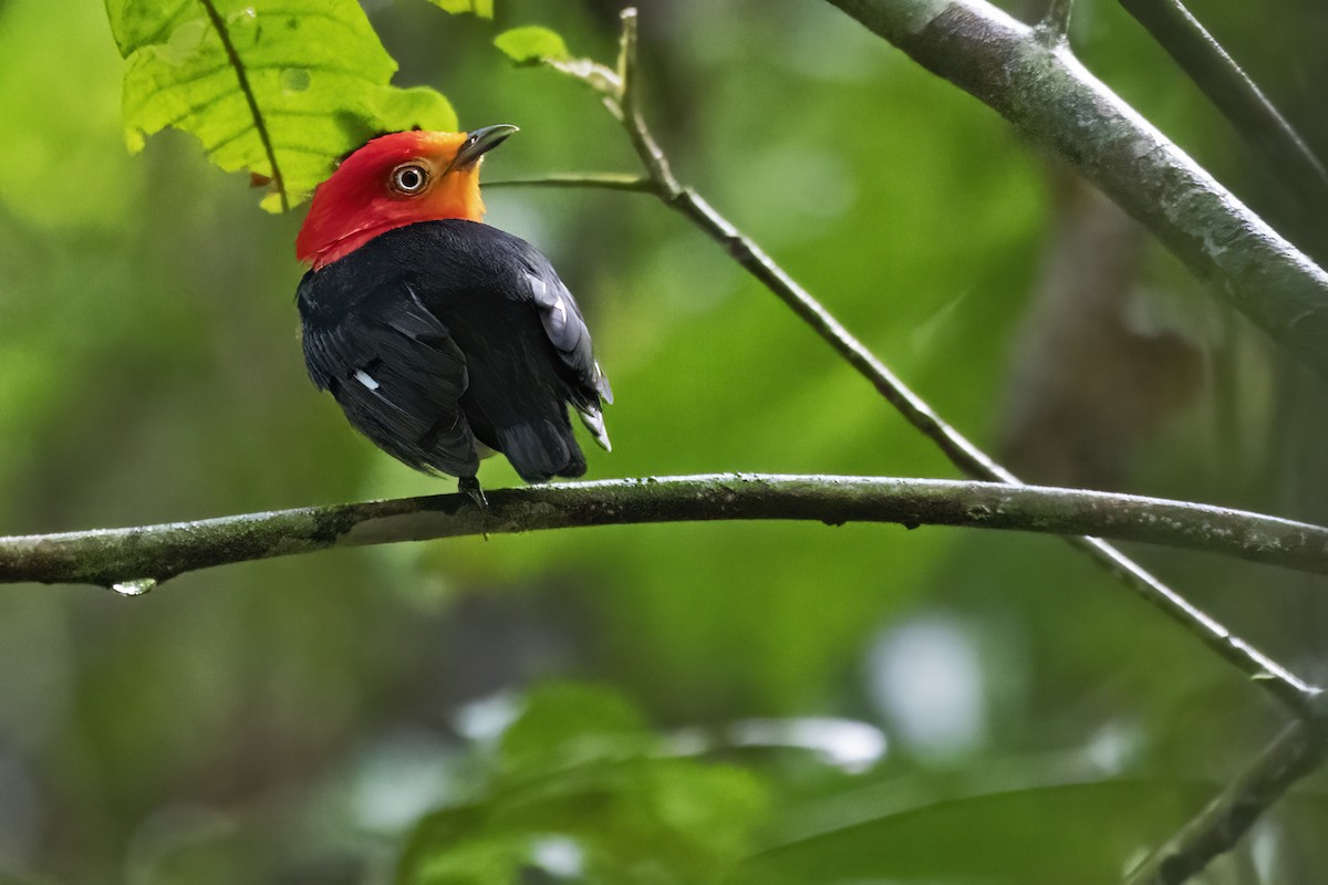 Crimson-hooded Manakin - ML639931201