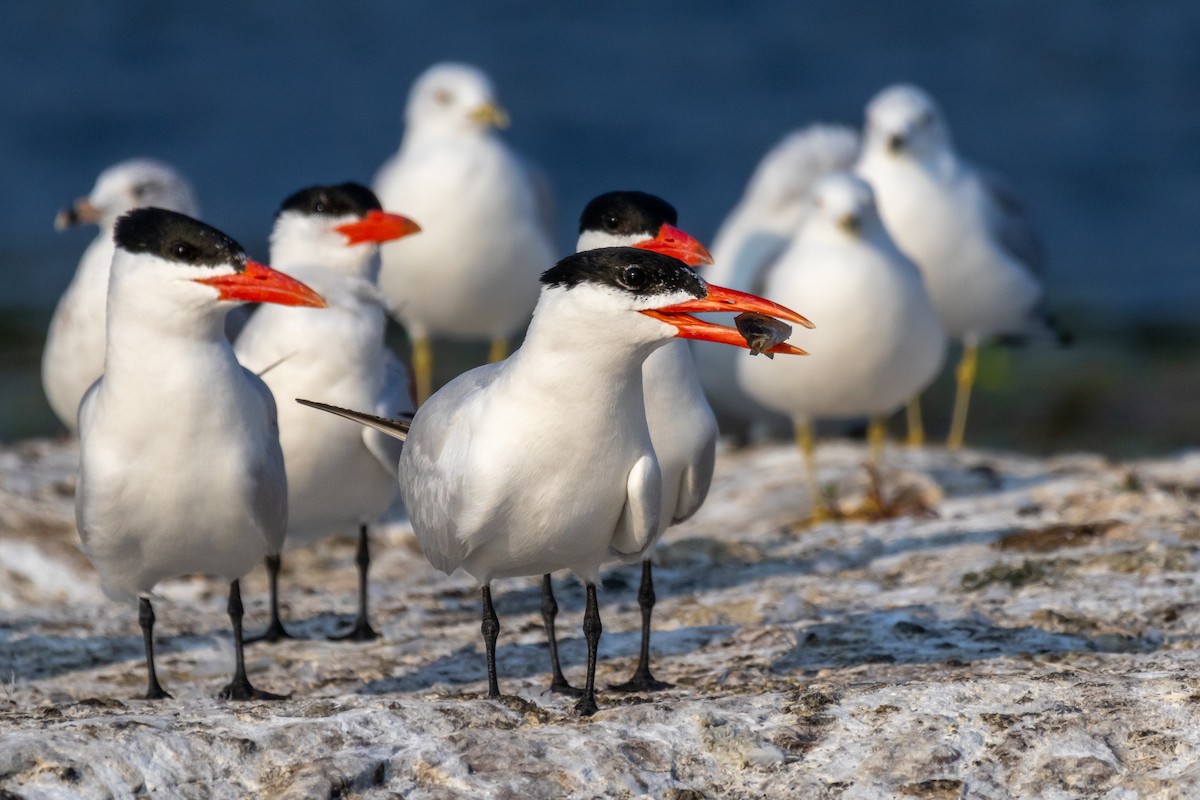 Caspian Tern - ML639931202